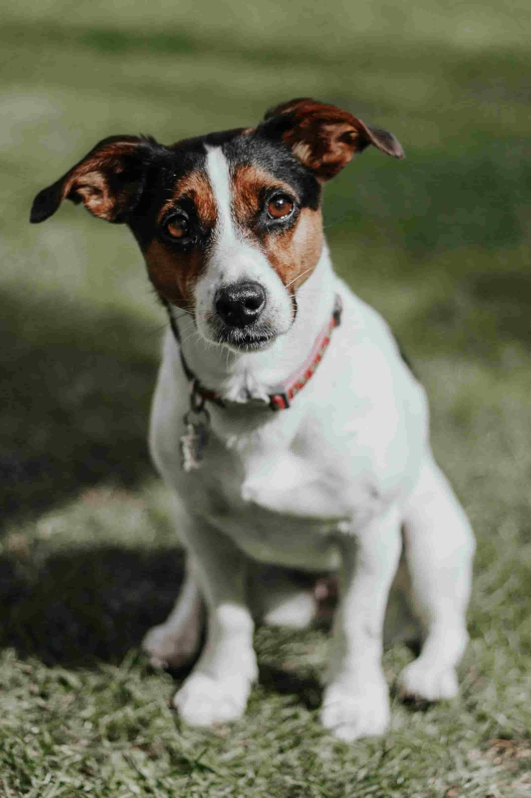 Milo