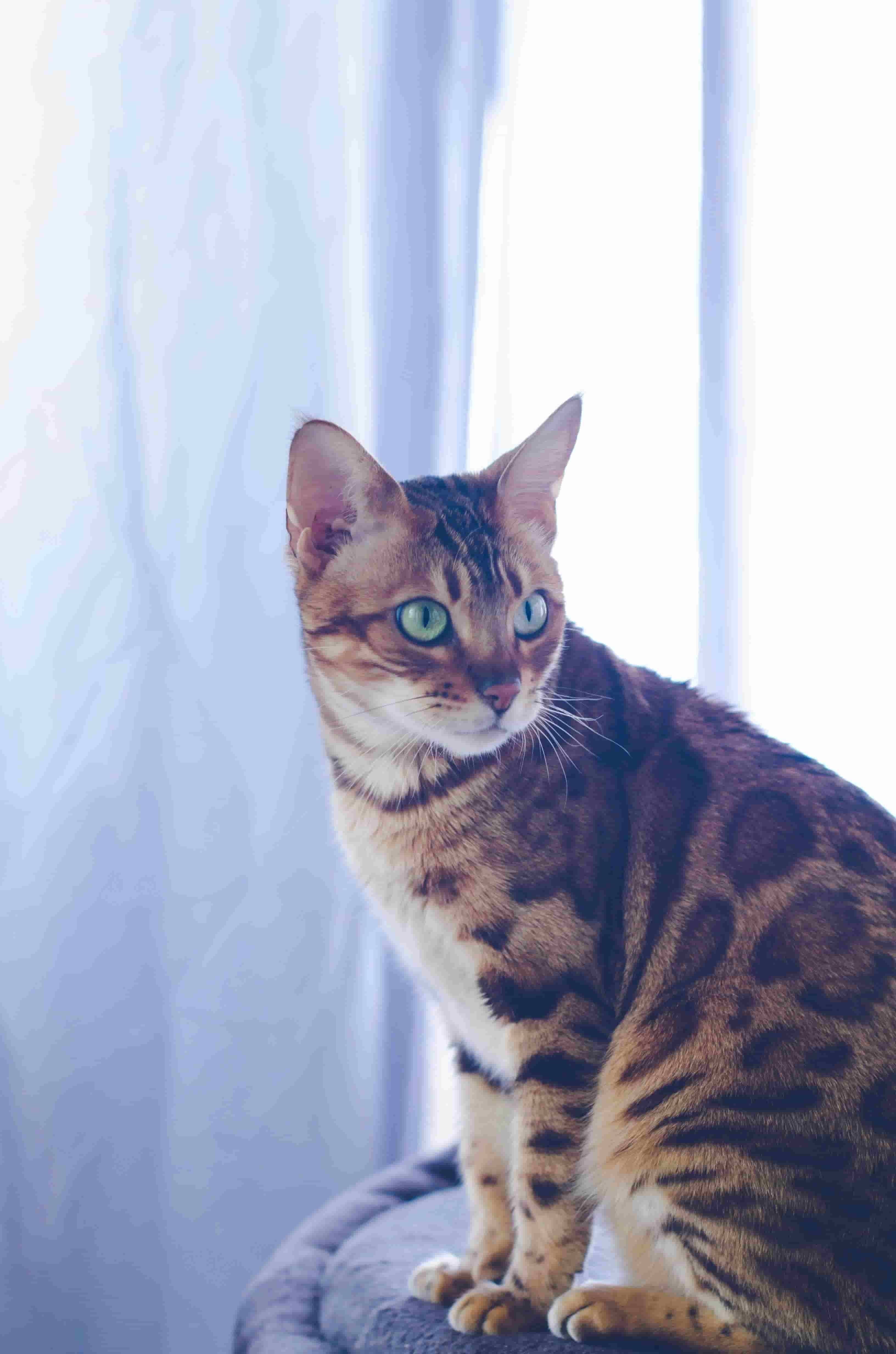 Nala