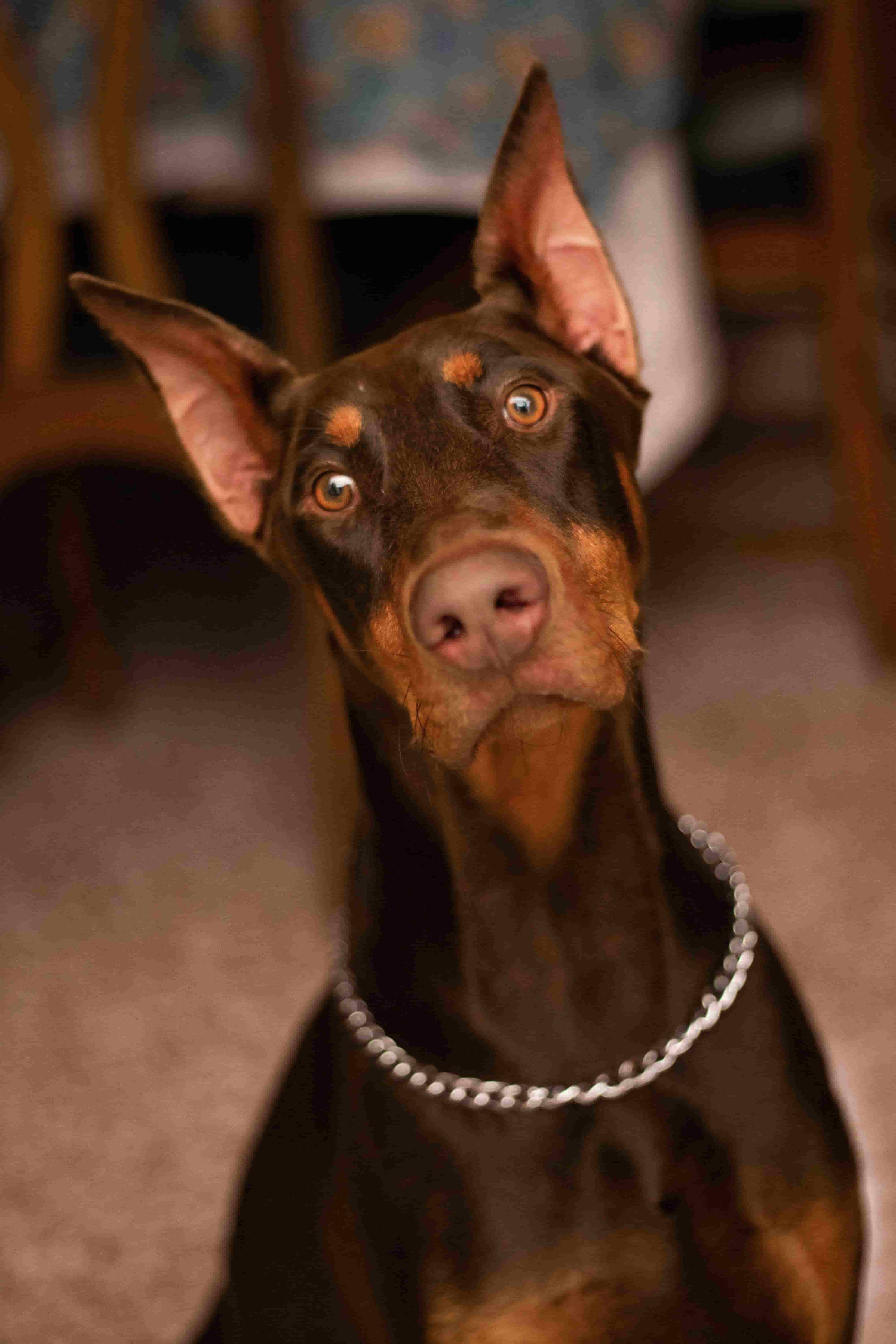 Remo