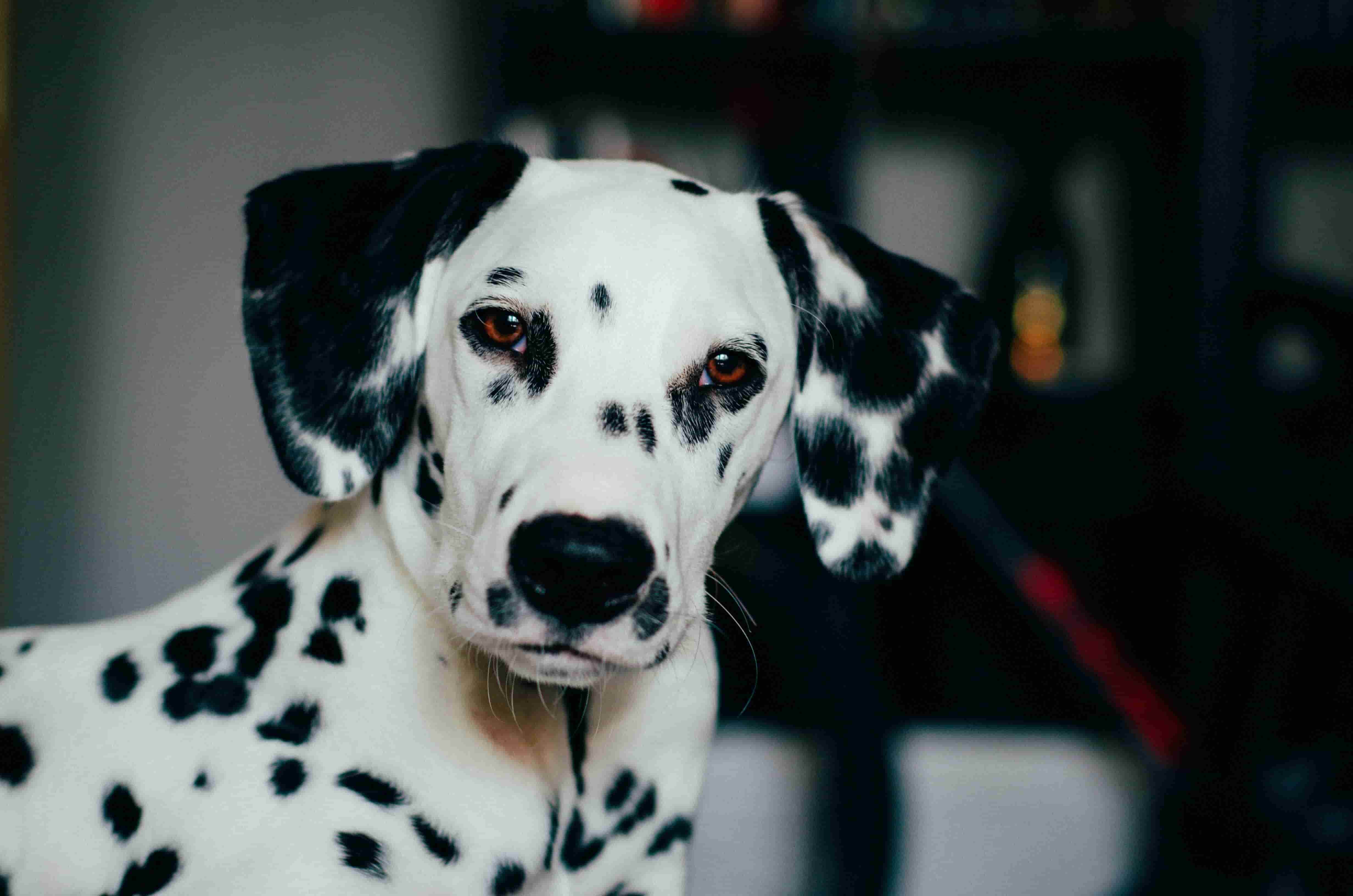 Viko